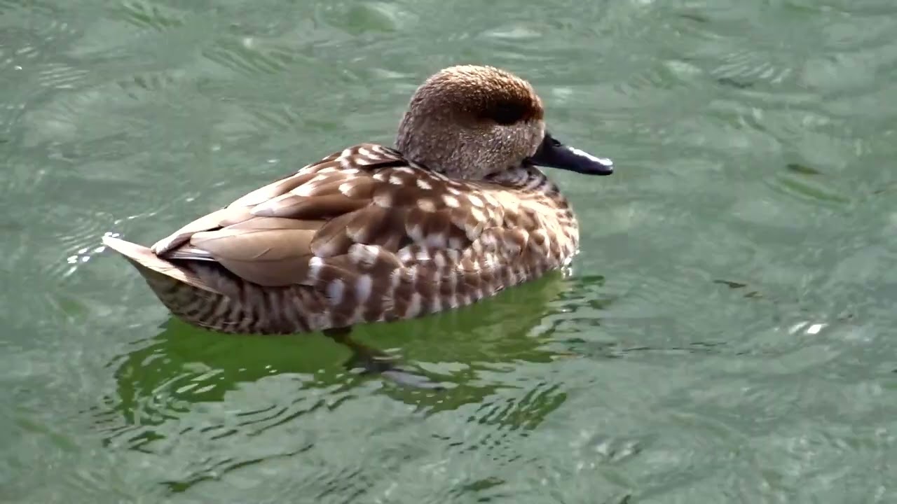 Algunas aves en Las Tablas de Daimiel, Enero 2026.