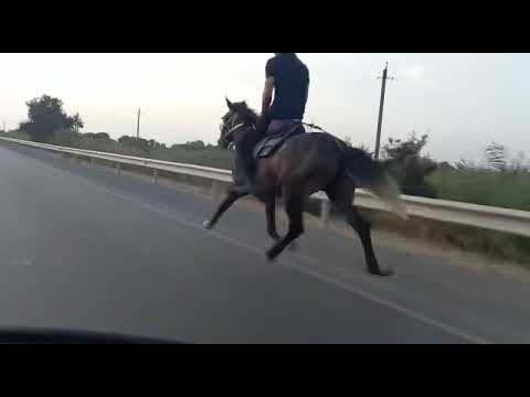 Video: Atlarda Bağırsaq Bakterial Infeksiyaları