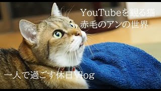 【一人で過ごす休日Vlog】猫用動画にハマる猫/好きな本の話・赤毛のアンと益田ミリさん/冬の森を散歩する/Housewife holiday