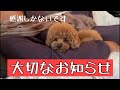 【今まで有難うございました】#uno1ワンチャンネル #いぬとの暮らし #トイプードル生活 #宇野昌磨 #宇野樹 #フィギュアスケート