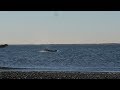 No esperaba ver delfines al atardecer | Las Grutas y San Antonio Oeste, Río Negro