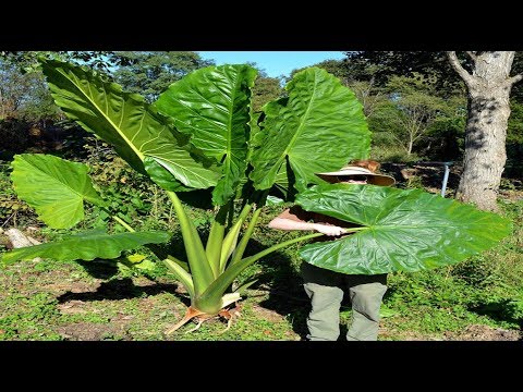 Alocasia Odora (Elephant Ear) 