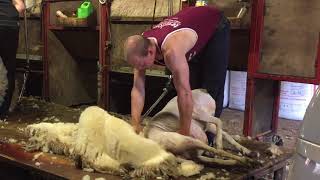 Why do you shear your sheep – don’t they get cold?