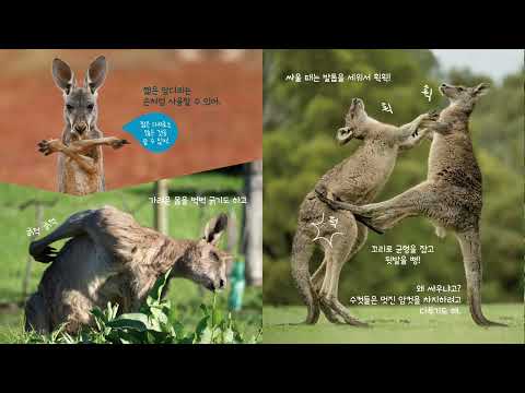 A3 Jumping King Kangaroo