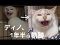 [元野良猫]#50 ぼろぼろガリガリだった元野良猫ディノの1年半の軌跡、可愛くなったシャー、最近のディノと仲間たち。うちのニャンズと保護猫紹介[沖縄里親募集中]