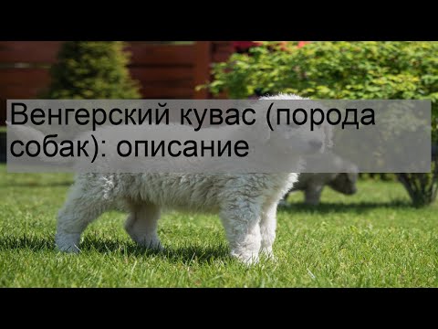 Венгерский кувас (порода собак): описание