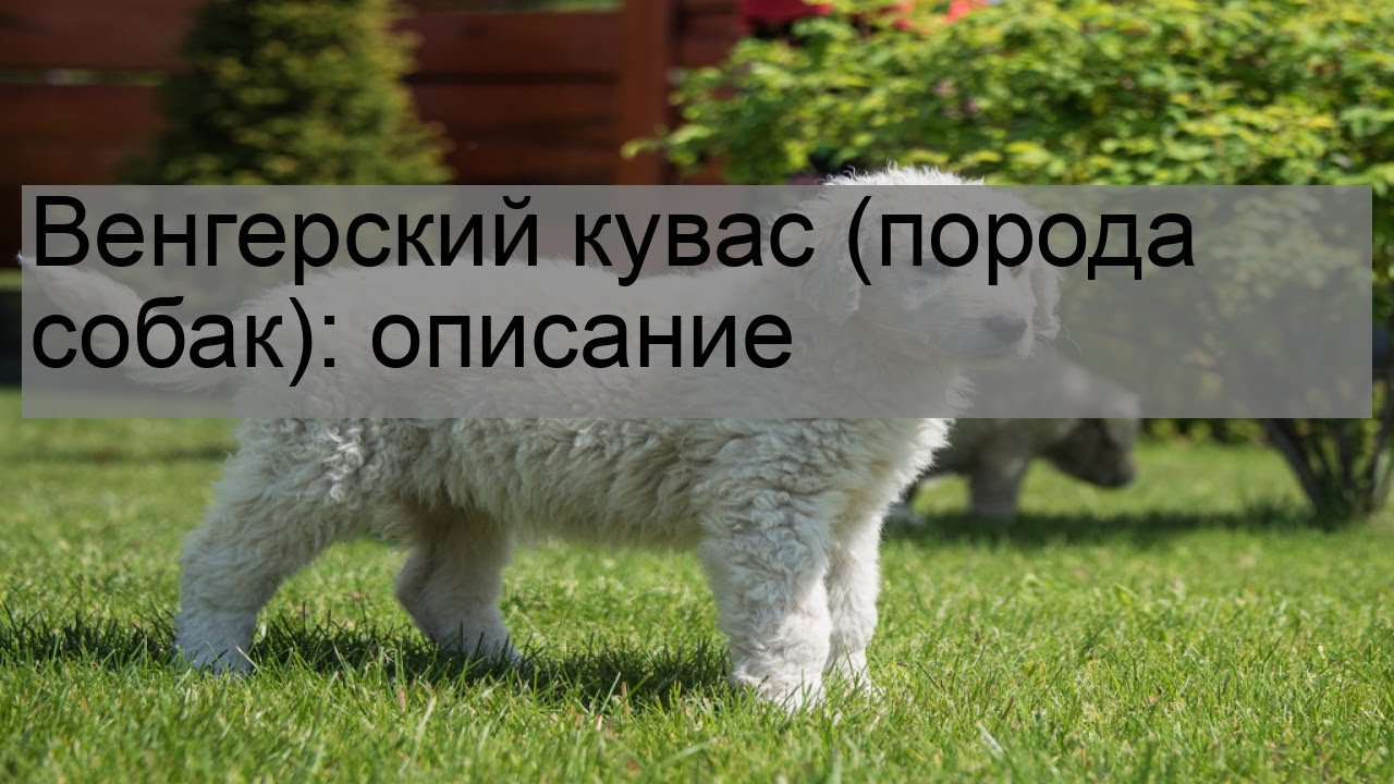 Венгерский кувас (порода собак): описание