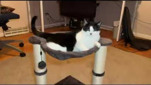 Amazon Basics Cat Tower with Hammock#amazon #cat #eat #sleep #tiktok #trending #shorts