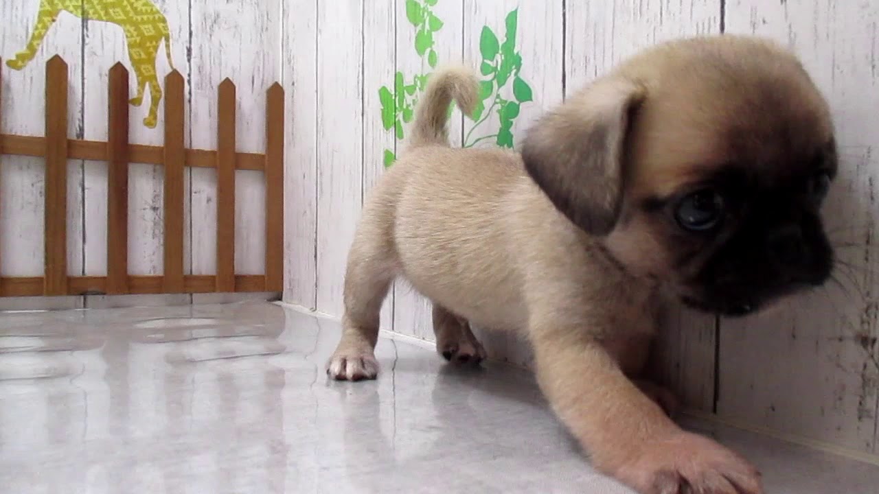 ワンラブ　ペットショップ　名古屋市　194667