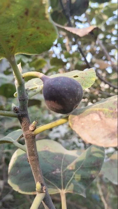 अंजीर का फल#anjeer#anjir#ajirfruit#fruits#fruit