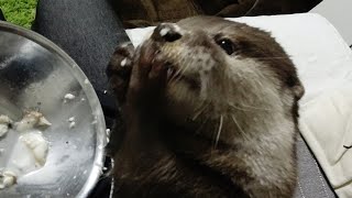 What do otters eat? [Otter life Day 205]【カワウソアティとにゃん先輩】