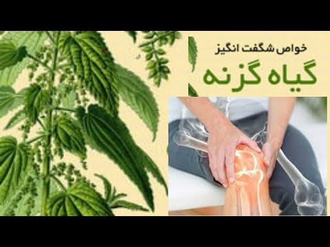 15 خاصیت گیاه گزنه که سرشار از ویتامین D است