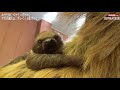 体重計で「キューン」と鳴いちゃうナマケモノの赤ちゃん 大阪の動物園