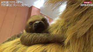 体重計で「キューン」と鳴いちゃうナマケモノの赤ちゃん 大阪の動物園