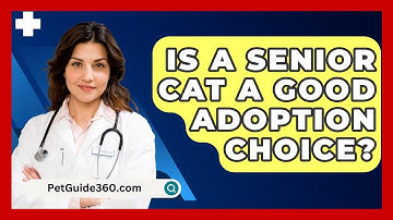 Is A Senior Cat A Good Adoption Choice? - PetGuide360.com