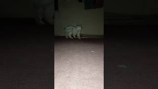 Trending Most Beautiful cat #kitten #kitty #cat #cats #catslovers