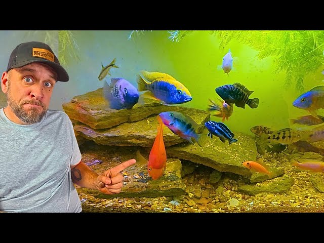 Are My Tanks Overstocked? What Does That Actually Mean? - YouTube