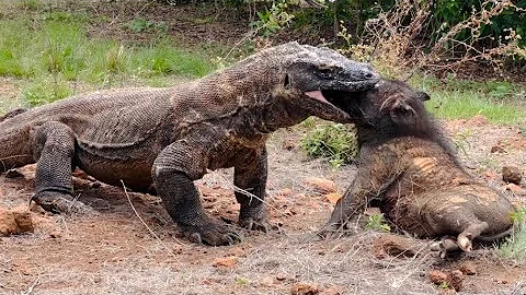 Today The Komodo Dragon Swallows The Wild Boar Whole
