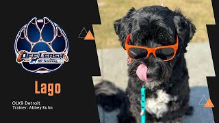 The Pawesome Journey of a Portuguese Water Dog! by Team JW Enterprises 27 views 6 days ago 2 minutes, 8 seconds