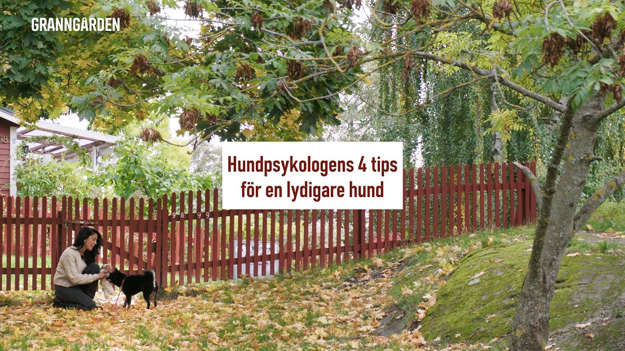 Hundpsykologen hjälper dig att förstå din hund!