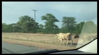 Journey to matenge village in Botswana 53 kilometers from francistown#botswana #preetyomggirl