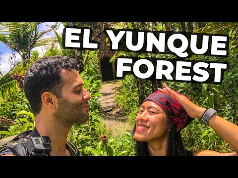 We hike in El Yunque to Mt Britton Tower + Luquillo kiosks food Alcapurria!