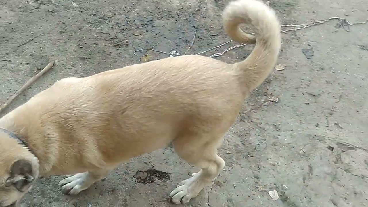 Kangal Köpeğimde Raşitizm oldu Tedavi Sürecini Beraber Takip Edelim .Gün gün Örnek Olsun