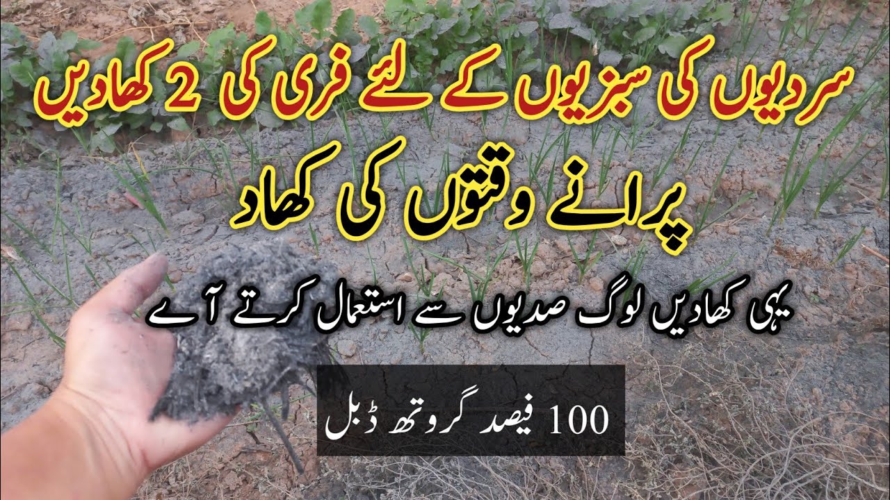 best fertilizer for winter|free organic fertilizer for winter vegetables|سردیوں کی سبزیوں کےلئے کھاد