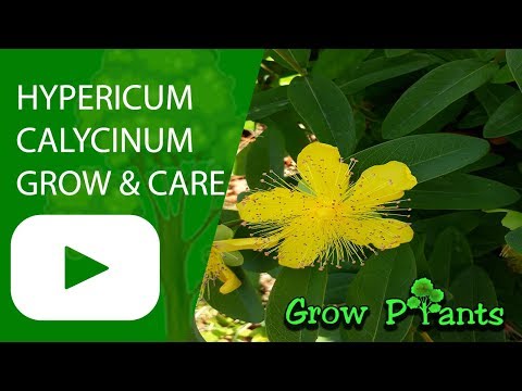 Hypericum calycinum - grow & care