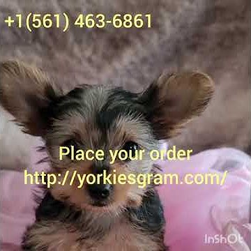 Teacup yorkies for sale in lafayette louisiana