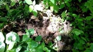 Коп монет в Киеве есть и мины)) Коп монет в Киеве есть и мины))