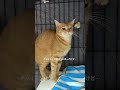 チャイさんの暮らし㉟。#保護猫