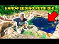 HAND-FEEDING My PET FISH in the Backyard MINI POND for the FIRST TIME!!!