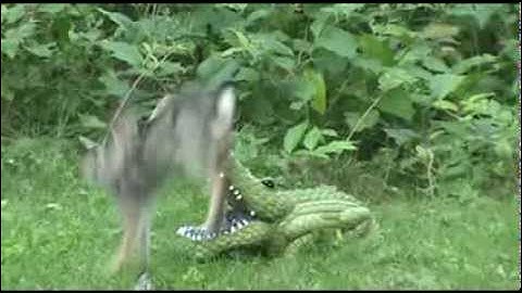 Audio Visual Catnip August Mix