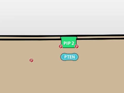 Video: Memperkenalkan Interaksi Protein Kinase C ζ Oleh Proteomik Dan Bioinformatik