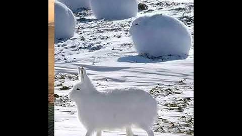 #قراءة للشيخ صلاح بو خاطر من #سورة الانعام الآيات (95-126)