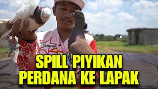 SPILL PIYIKAN PERDANA KE LAPAK ANAK MERPATI GENDIS