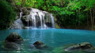 водопад звуки джунглей расслабляющий тропический лес звук природы пение птиц атмосфера