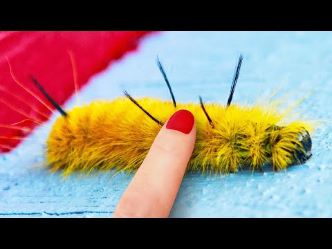 Wideo: Czy gąsienica żółtoszyja jest trująca?