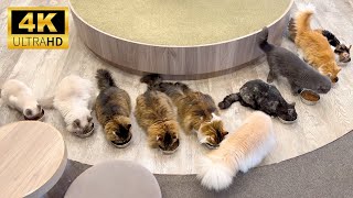[Subtitled] Japan's most famous cat café tour🐈 | Cat café Moka Lounge, Shibuya