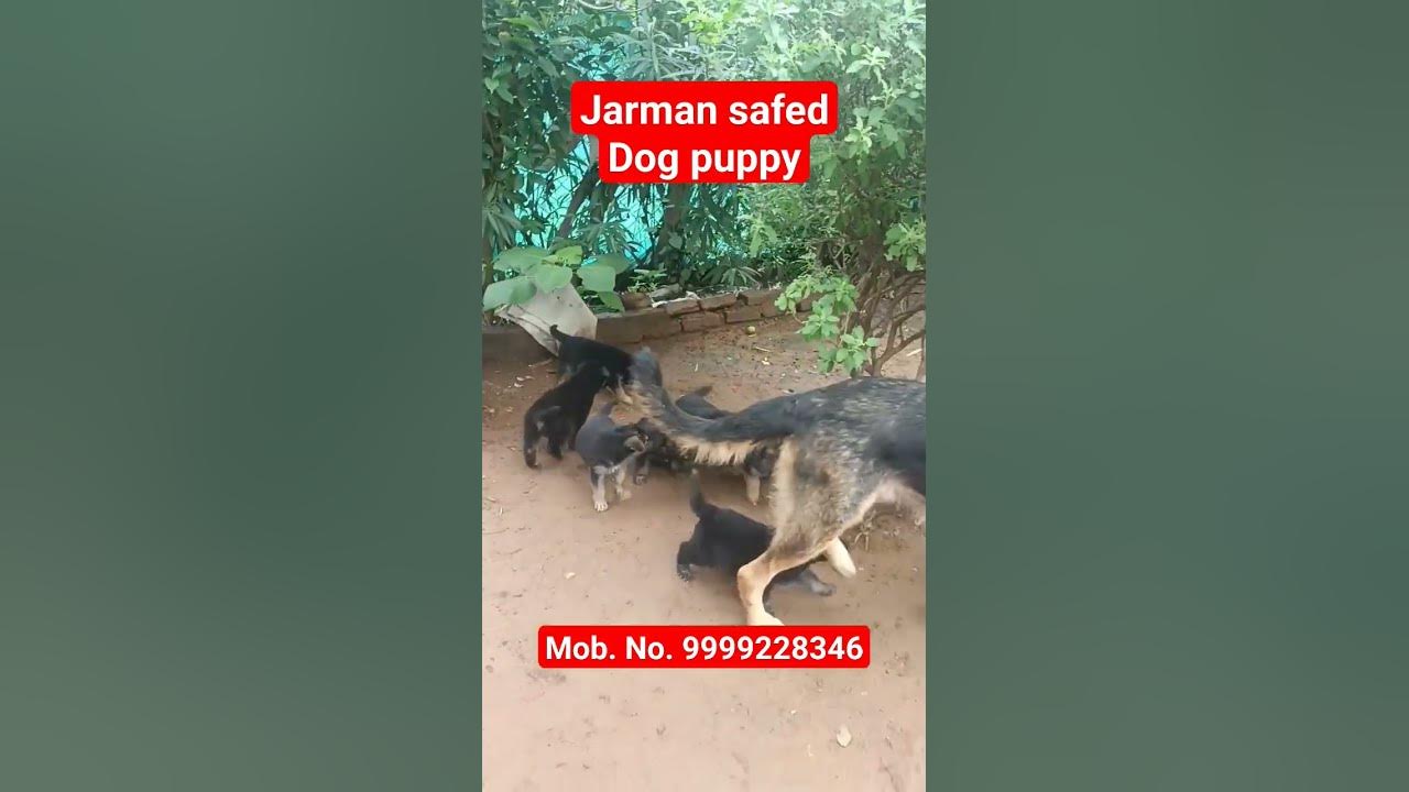 jarman-safed-dog-puppy-1-month-doglover-dog-jarmansafed-youtube