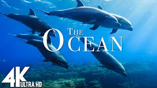 3 HOURS of 4K Underwater Wonders + Relaxing Music - Coral Reefs \& Colorful Sea Life in UHD