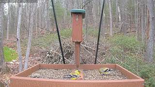 Morning feed: Apr 6, 2024 8:54AM - 9:24AM by Birdchill™ birdwatching cams 52 views 1 month ago 30 minutes