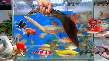 Video tổng hợp cá cảnh đẹp, động vật dễ thương, cá rồng lửa, hạc đỉnh hồng, cá koi bướm, cá vàng