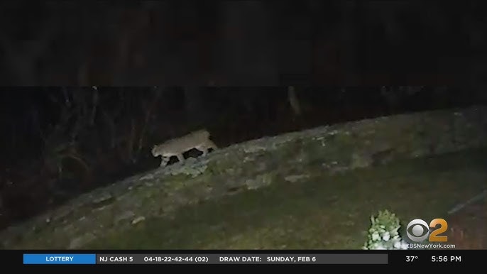 bobcat mountain lion nj