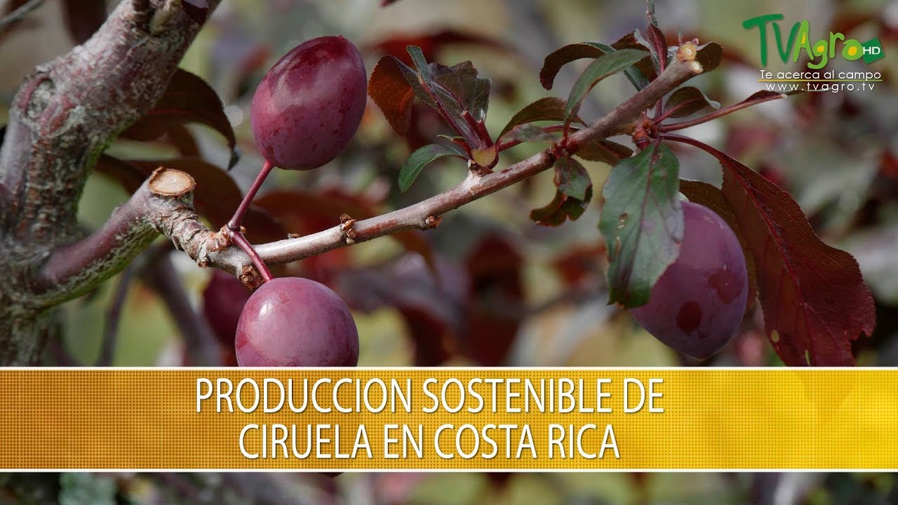 Produccion Sostenible de Ciruela en Costa Rica- TvAgro por Juan Gonzalo  Angel Restrepo - YouTube