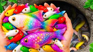 Catch Stunning Freshwater Aquarium Fish in Small Pond, Tiger Guppies, Turtles, Koi Fish, Carp, Eels