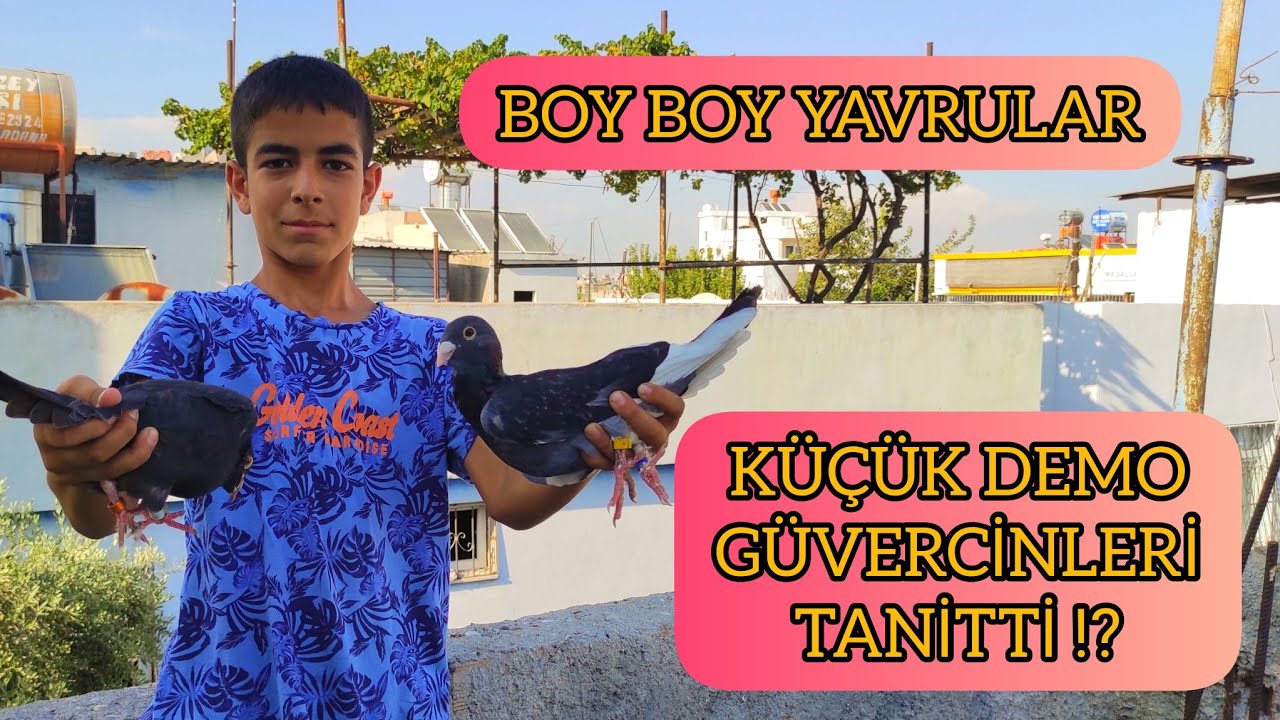 13 YAŞINDAKİ ÇOCUK GÜVERCİNLERİNİ TANITIYOR ! PART1
