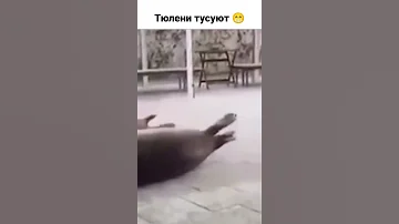 По ходу отдыхать как тюлень - это активнее, чем всегда 😂