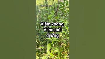 Viêm xoang viêm mũi dị ứng dùng ngay cây dại bên đường này #viemxoang  #xuhướng #baithuocdangian